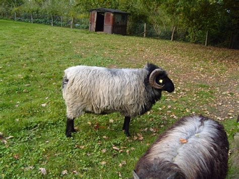 Free Picture Grey Horned Sheep