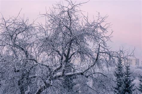 Snowy Winter Heavy Snowfall In Moscow Stock Photo Image Of Beautiful
