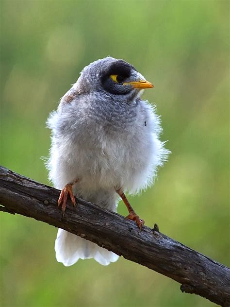 Noisy Miner Manorina Melanocephala Mulligans Flat Natur Flickr