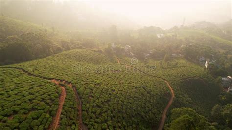 Aerial View Of Tea Plantation Rows With Woman Worker Collecting Tea