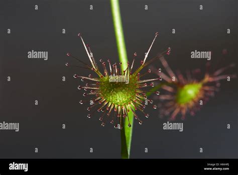 Drosera Auriculata Drosera Peltata Ssp Auriculata Leaf Detail Stock