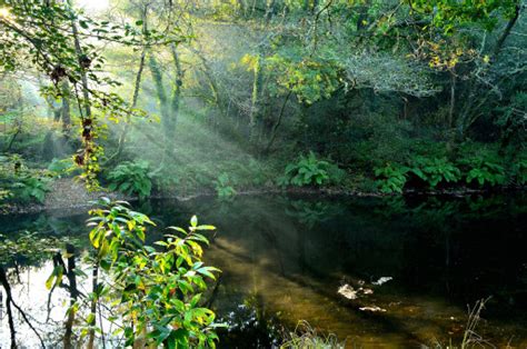 Free Images Tree Nature Forest Waterfall Branch Sunlight Leaf River Stream Green