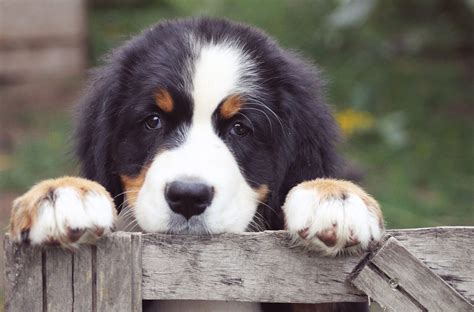 My Bernese Mountain Dog HD New Tab - MyStart