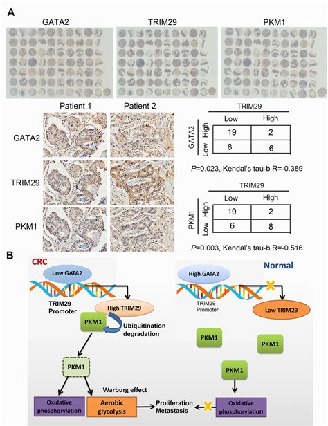 Transcriptional Dysregulation Of Trim Promotes Colorectal Cancer