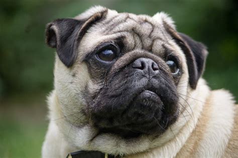 Male Pug Dog Breed Stock Photo Image Of Portrait Wrinkles 57392028