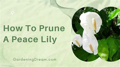 How To Prune A Peace Lily YouTube