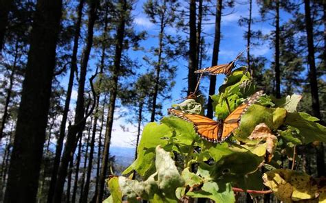 Conoces El Camino De Las Mariposas Monarcas En Hidalgo El Sol De