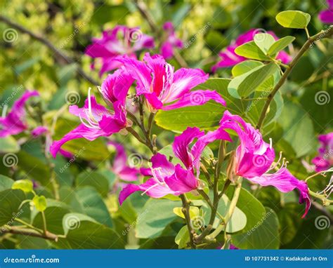 Bauhinia purpurea 001 stock photo. Image of variegata - 107731342