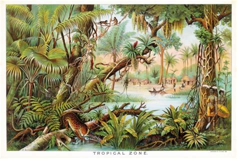 Art Peisaj De P Dure Tropical Poza Gratuite Public Domain Pictures