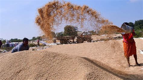 Centre To Procure 50 Lakh Quintals Of Paddy From Telangana This Season