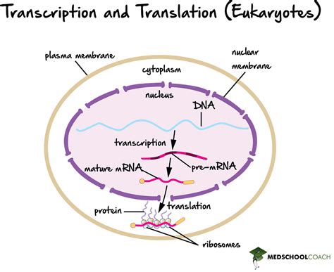 Translation Mcat Biology Medschoolcoach