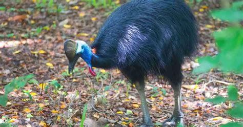 Australian Cassowary Behavior - AnimalBehaviorCorner