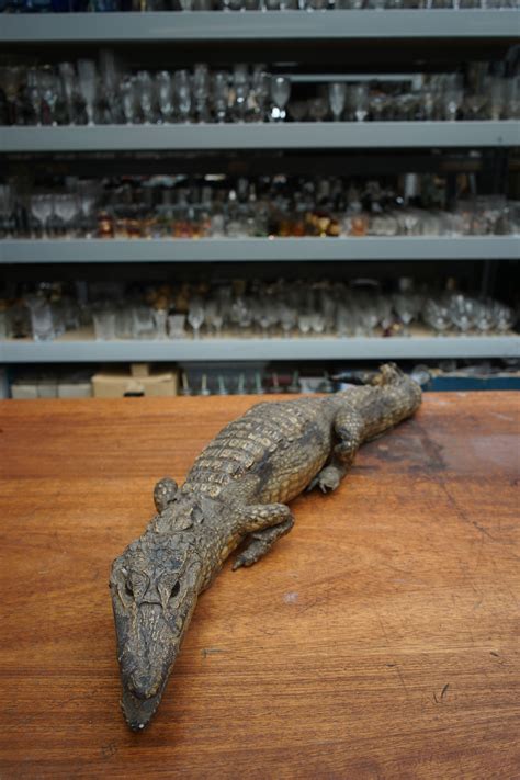 8800044 Taxidermy Crocodile Stockyard North