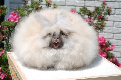 Adorable Fluffiest Rabbits In The World Make You Wanna Grab And Hug