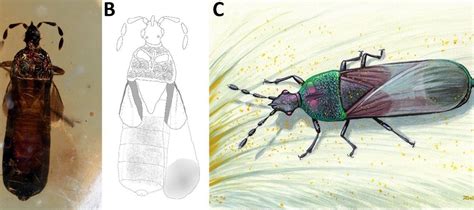 What is Fungi? Definition, Structure, Types, and Importance in Ecosystems