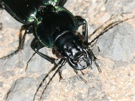 Ground Beetles From Serpentine Vic Australia On January