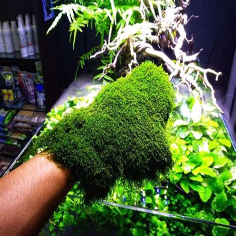 Weeping Moss Cup Tropical Live Aquarium Plant Aquascaping Fish - Etsy