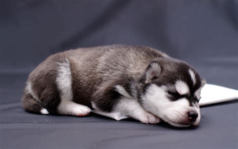 Close Photo Of Siberian Husky Puppy Hd Wallpaper Wallpaper Flare