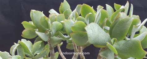 How To Get The Most Out Of Your Crassula Blue Bird Tips And Tricks