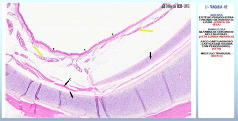 Sistema Respirat Rio Histologia Notas De Aula Histologia Saiba Os