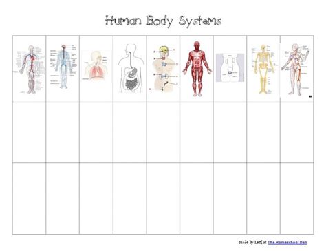 Worksheets On Human Body Systems Pin On General Science