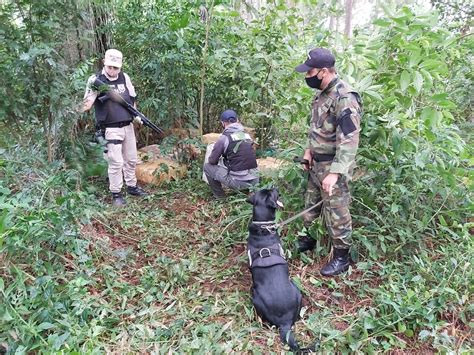 Prefectura secuestró más de 1 100 kilogramos de marihuana en Misiones