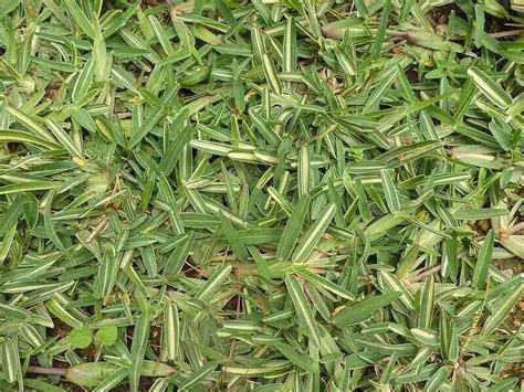 The Best Grass Seed For Maryland Lawns