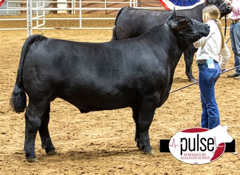 San Angelo Stock Show Junior Market Steers Black Cross The Pulse