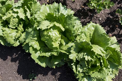 Tipos de lechuga Las variedades más comunes