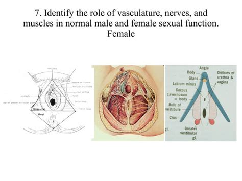 Perine Anatomisi Fazlas I In Tipfakultesi Org Ppt