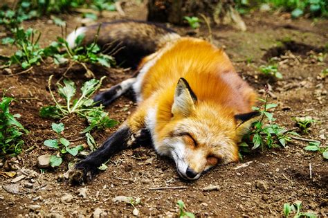 Animal Fox Sleep · Free Photo On Pixabay