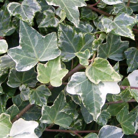 Hedera Helix ‘glacier Giardini Caneva