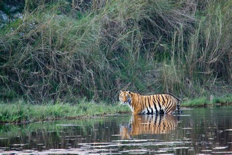 Tigers Have Nearly Tripled In Nepal But At What Cost