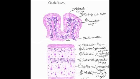 Cerebellum Histology Labeled