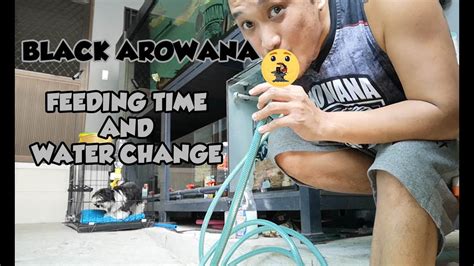 black arowana feeding  water change  month update youtube