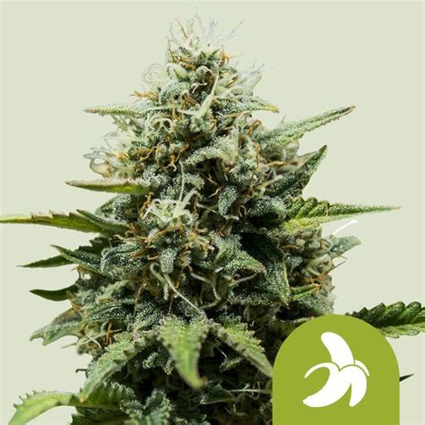 Fat Banana Auto Royal Queen Seeds Cannabissamen Zamnesia