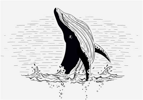 Breaching Whale Clip Art