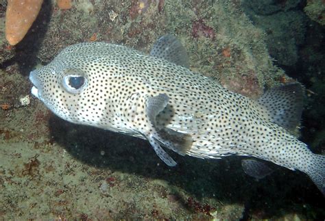 Spot Fin Porcupinefish Diodon Hystrix