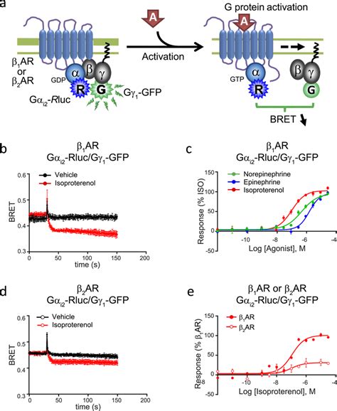 Gαi2 induced activation by the β1AR and β2AR a Schematic