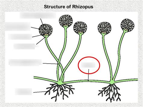 Biology Label Rhizopus Diagram | Quizlet