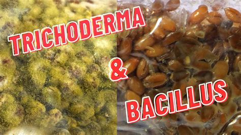 Mushroom Contamination Bacillus Wetspot And Trichoderma Green Mold