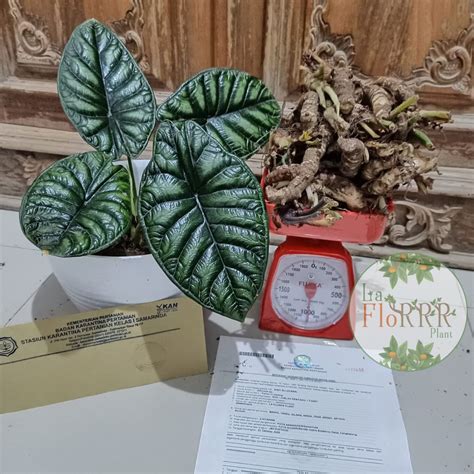 Jual Promo Termurah Bonggol Dragon Scale Silver Kiloan Alocasia