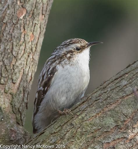 Photographing The Tiny Brown Creeper Welcome To