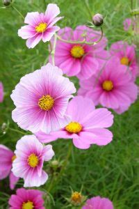 25 Of The Best Cosmos Flower Cultivars Gardeners Path