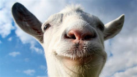 Goat Simulator Annunciato Un Nuovo DLC News Playstation 3