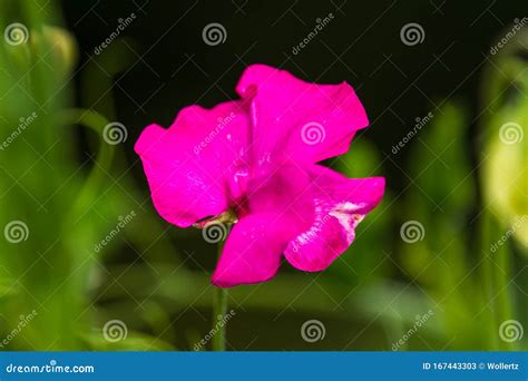 Blooming Sweet Peas Stock Image Image Of Peace Garden