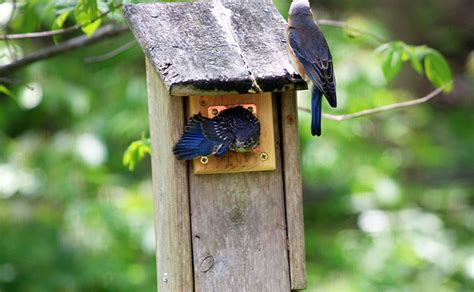 Fledging bluebirds: A few things to know - Avian Report