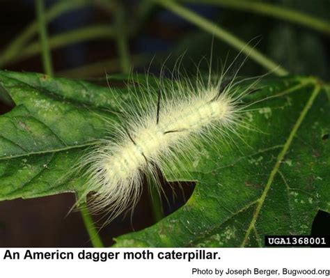 American Dagger Moth Life Cycle