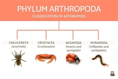 Classification of Invertebrates Chart With Definitions and Examples ...