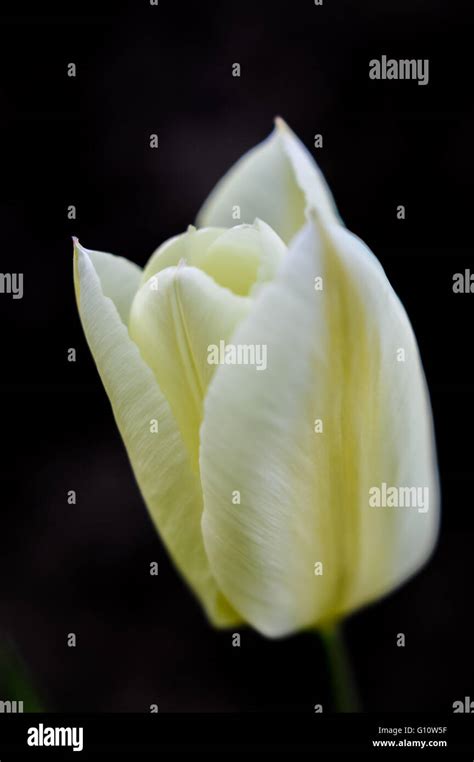 White And Soft Yellow Tulip Stock Photo Alamy